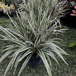 VARIEGATED FLAX LILY (3 gallon pot) Poolside, Garden Border