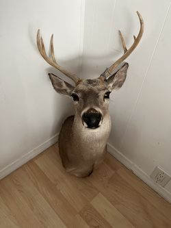 White Tail Deer Shoulder Mount Taxidermy 