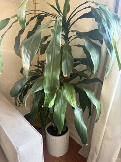 Corn plant