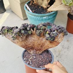 Aeonium Velour Crest Imported 