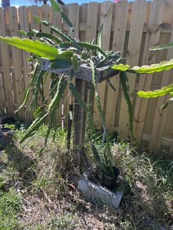 Dragon Fruit Variety: Tropicana