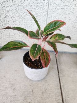 REAL LIVE Siam Aurora Chinese Evergreen