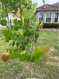 Redbud tree