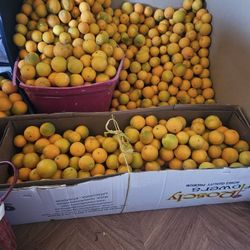 Naranjas. 8$ Cubeta. Aproximadamente. 20 Libras