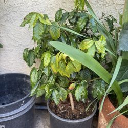 Coffee Plant Two Years Old