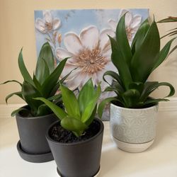 Live Healthy Dracaena Fragrans Compacta Plants In Ceramic Pots
