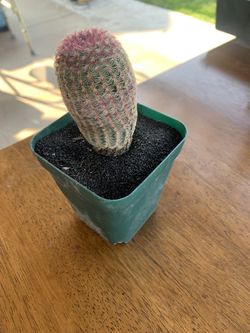Rainbow Cactus