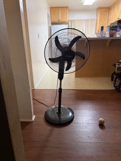 Fans