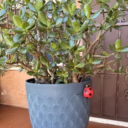 Planta De Jade De La Buena Suerte 