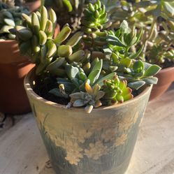 Succulent Arrangement