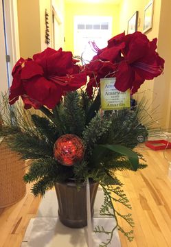 Artificial Amaryllis Christmas decoration