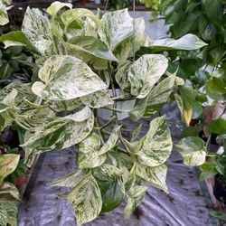 6” Snow Queen Pothos Super Full And Trailing