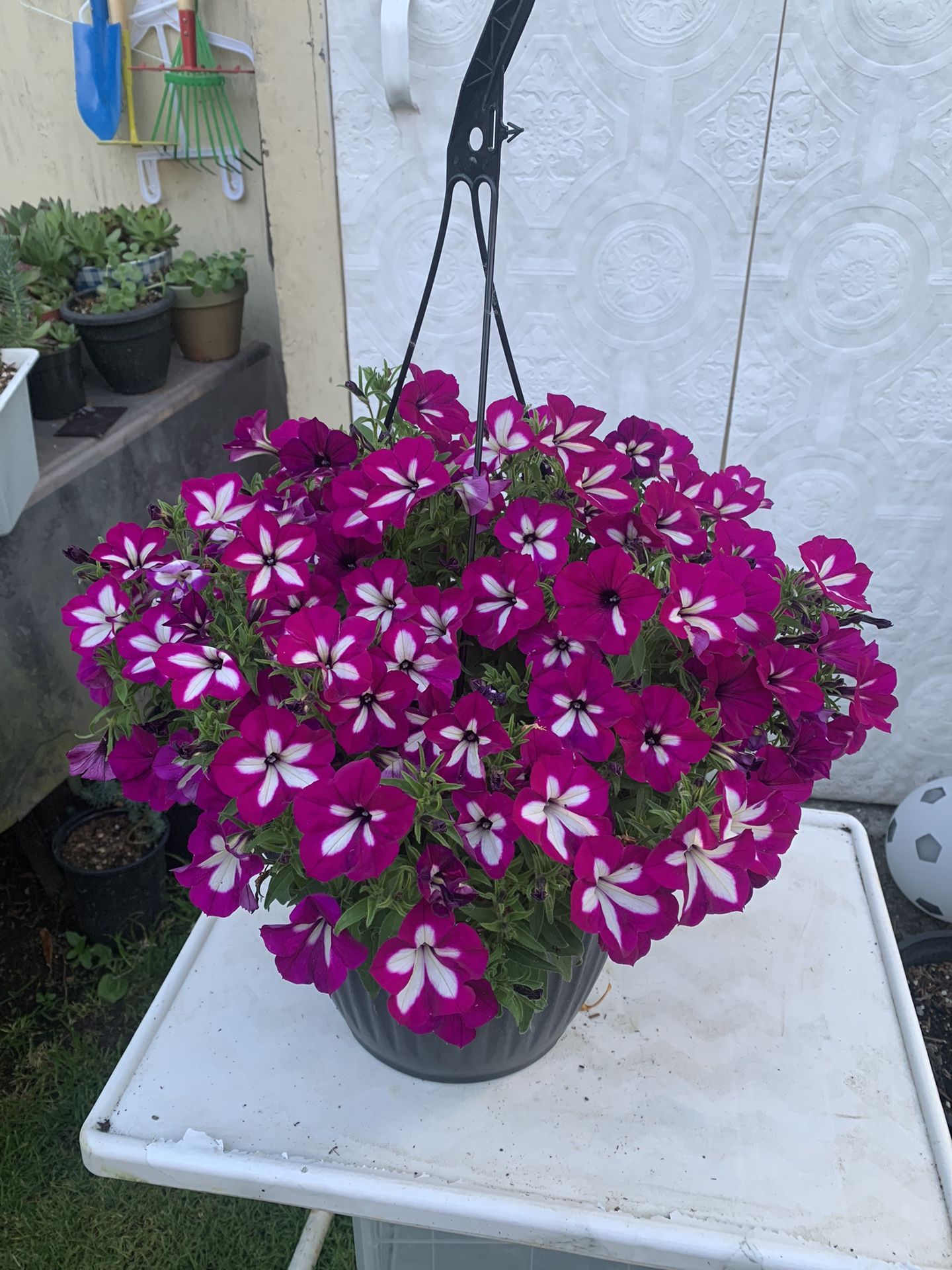 Outdoor Plant