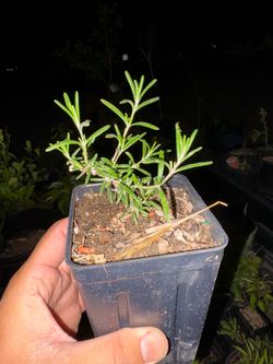 Rosemary