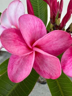 Blooming Plumeria Plant F6