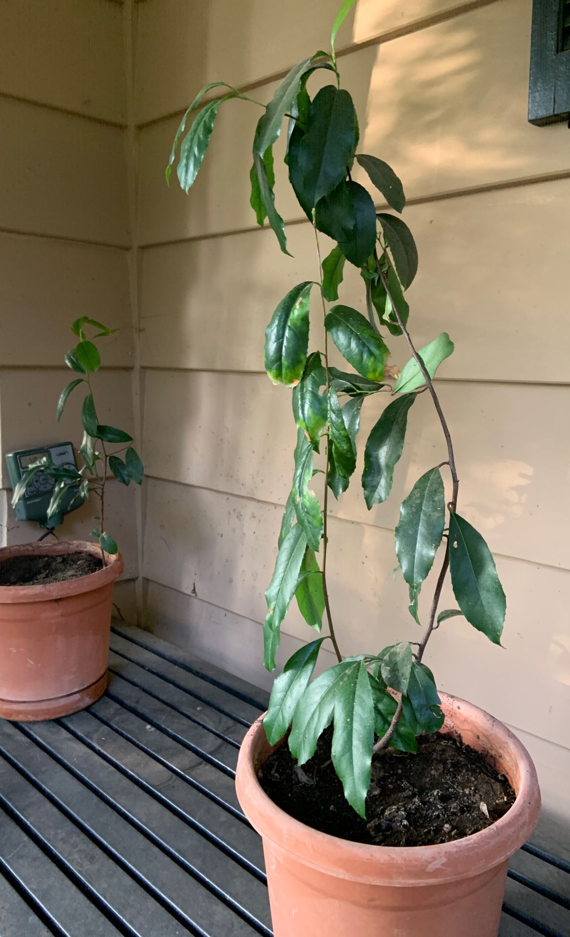 Fica tree in pot decorative green plants