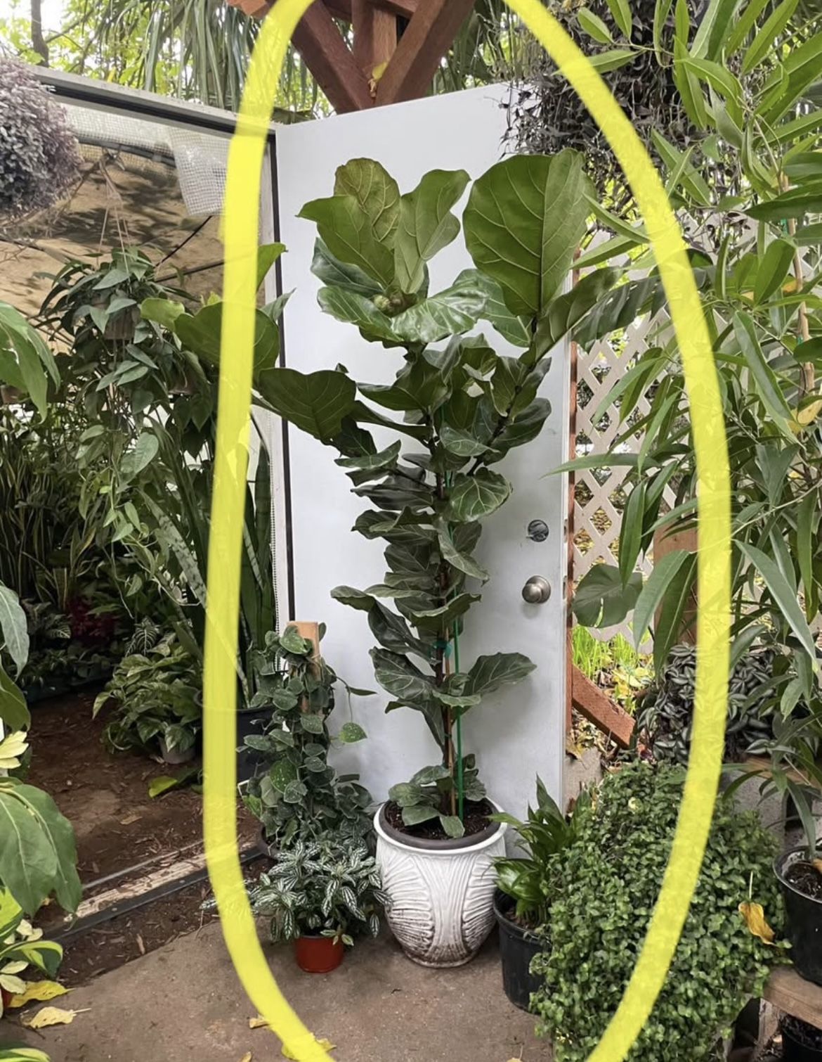See Description ~Live plant!! ~6ft super healthy fiddle leaf, ceramic pot not included; 95820