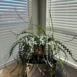 Huge Fishbone Cactus