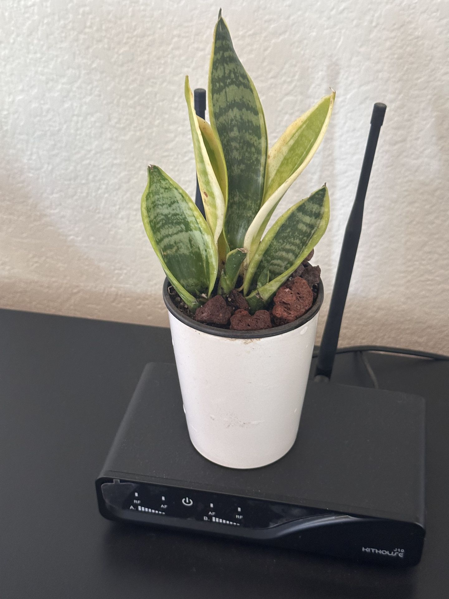 A white ceramic pot with Sensevieria plant