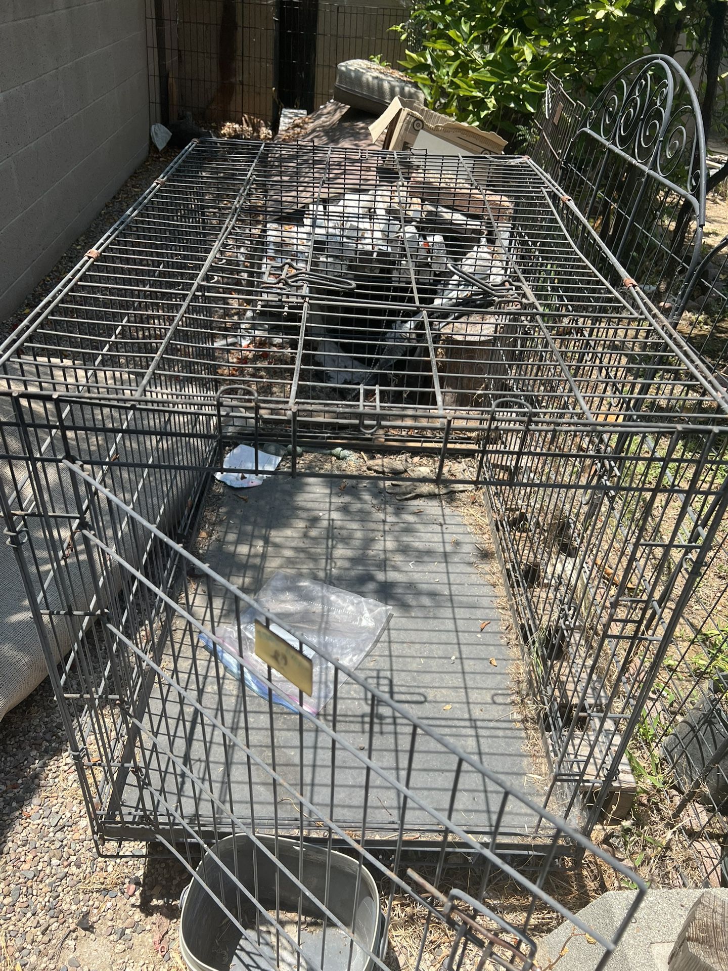 Dog House 