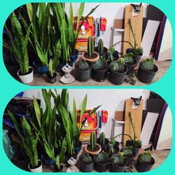 Plants bundle.  15 plants for $199. Snake plants. Sanseveria Plants.  Mother in Law tongue Plants.  Prickly pear 🍐 cactus.  Optunia cactus.  Nopal 🌵