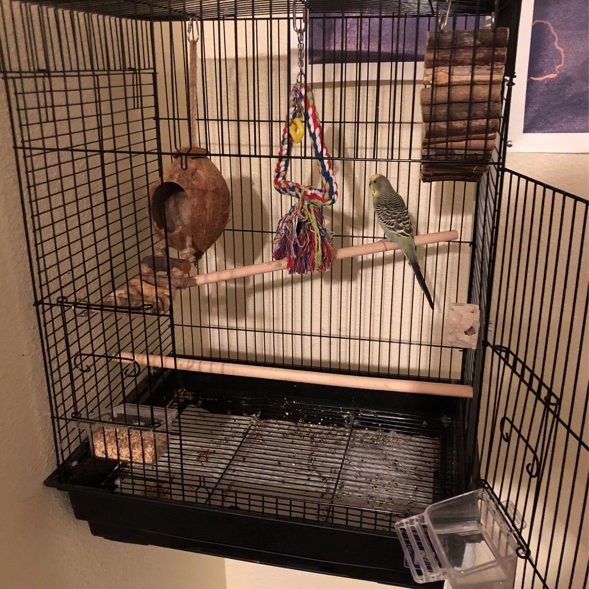 4 Month Old Budgie+Cage, Sleeping Blanket, Accessories, Seed, And Snacks