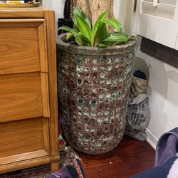Large Dracaena Plant In Pot 