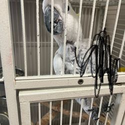 Bird Cage 