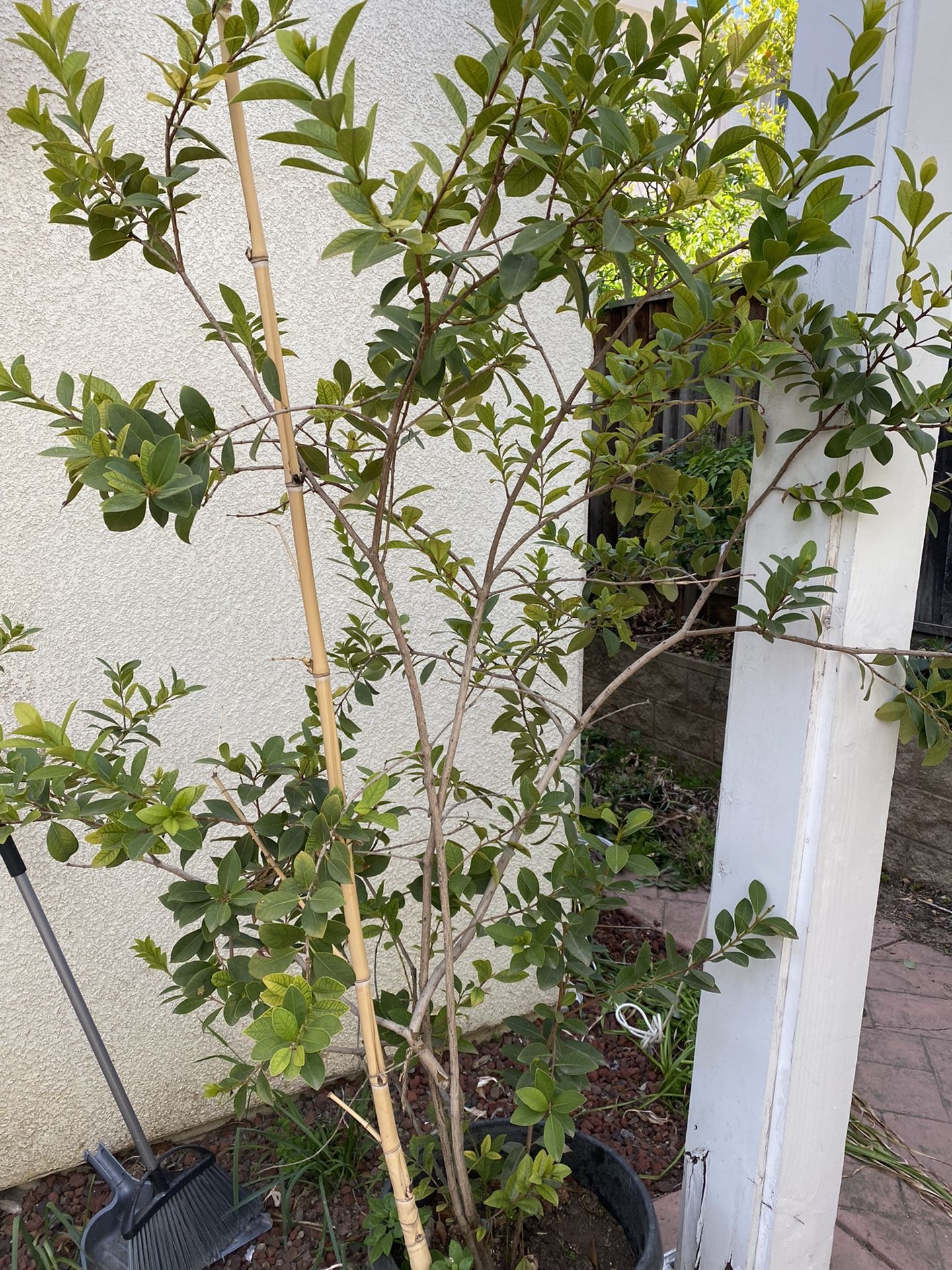 15 gallon lemon guava tree