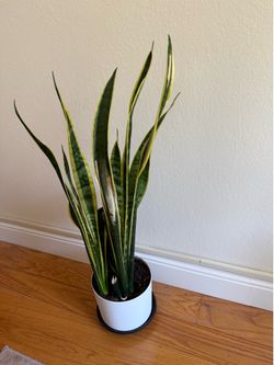 2+ft snake plant
