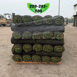 Best QUALITY Sod 