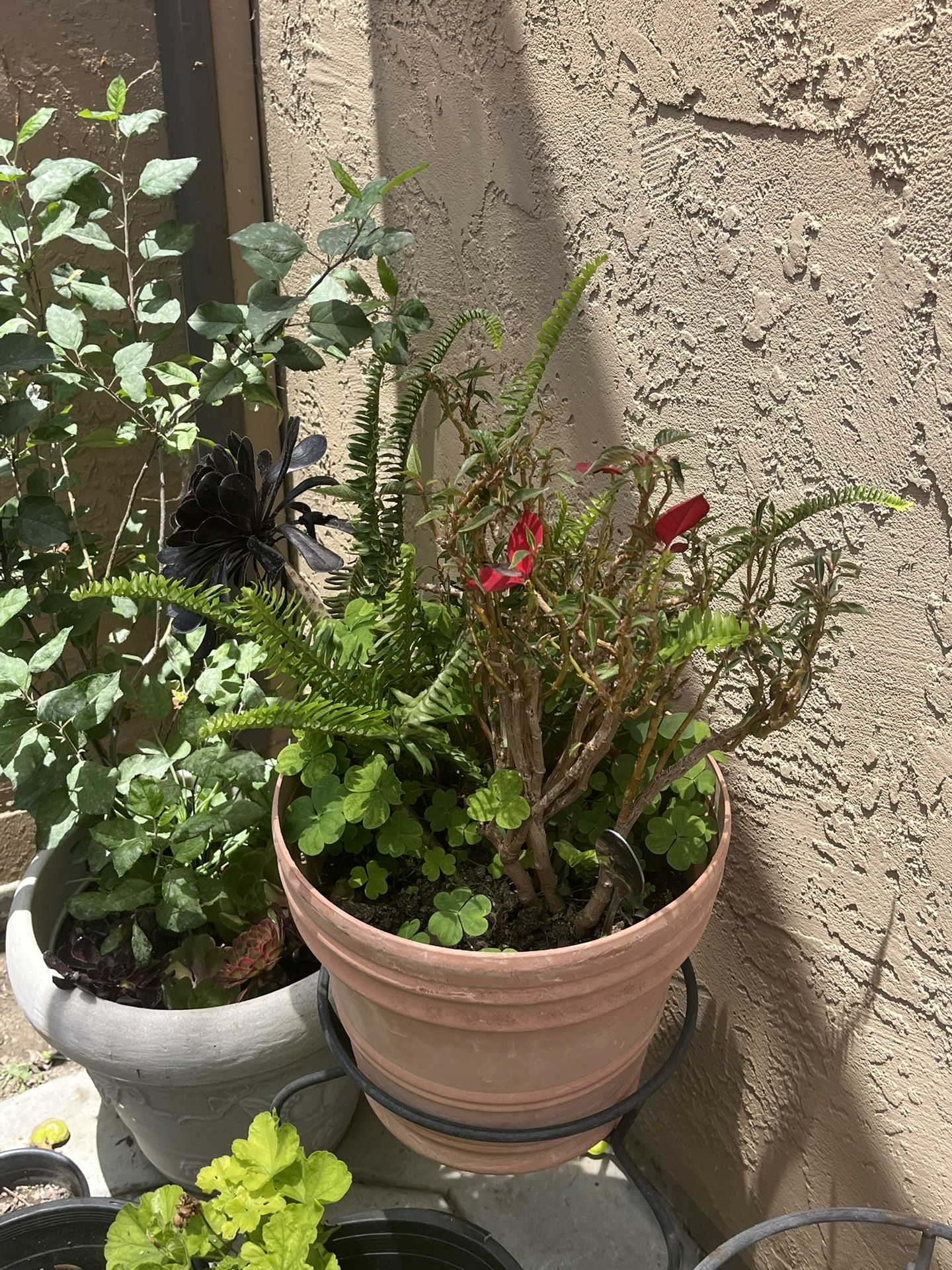 Poinsettia , Fern, Succulents