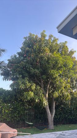 Mangos 2  for 1$