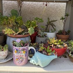 Succulent Arrangements Various Prices 