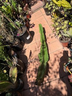 44-Inch Euphorbia Ingens Candelabra Tree Cutting