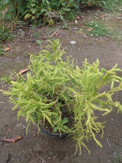 Spiral Japanese Red Cedar - Cryptomeria Japonica spiraliter falcata