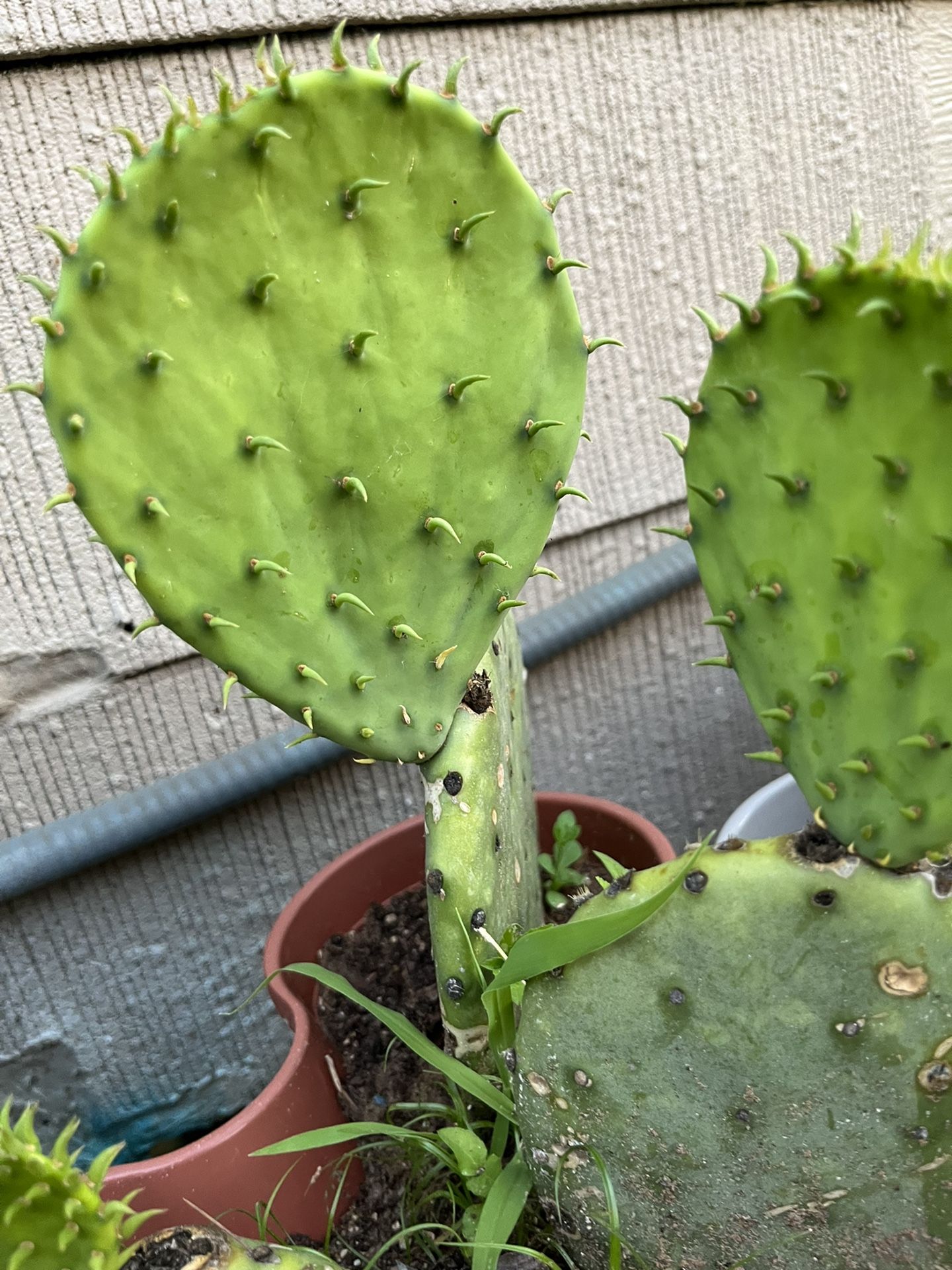 Nopal de Castilla , Precio Especial 10 dolares