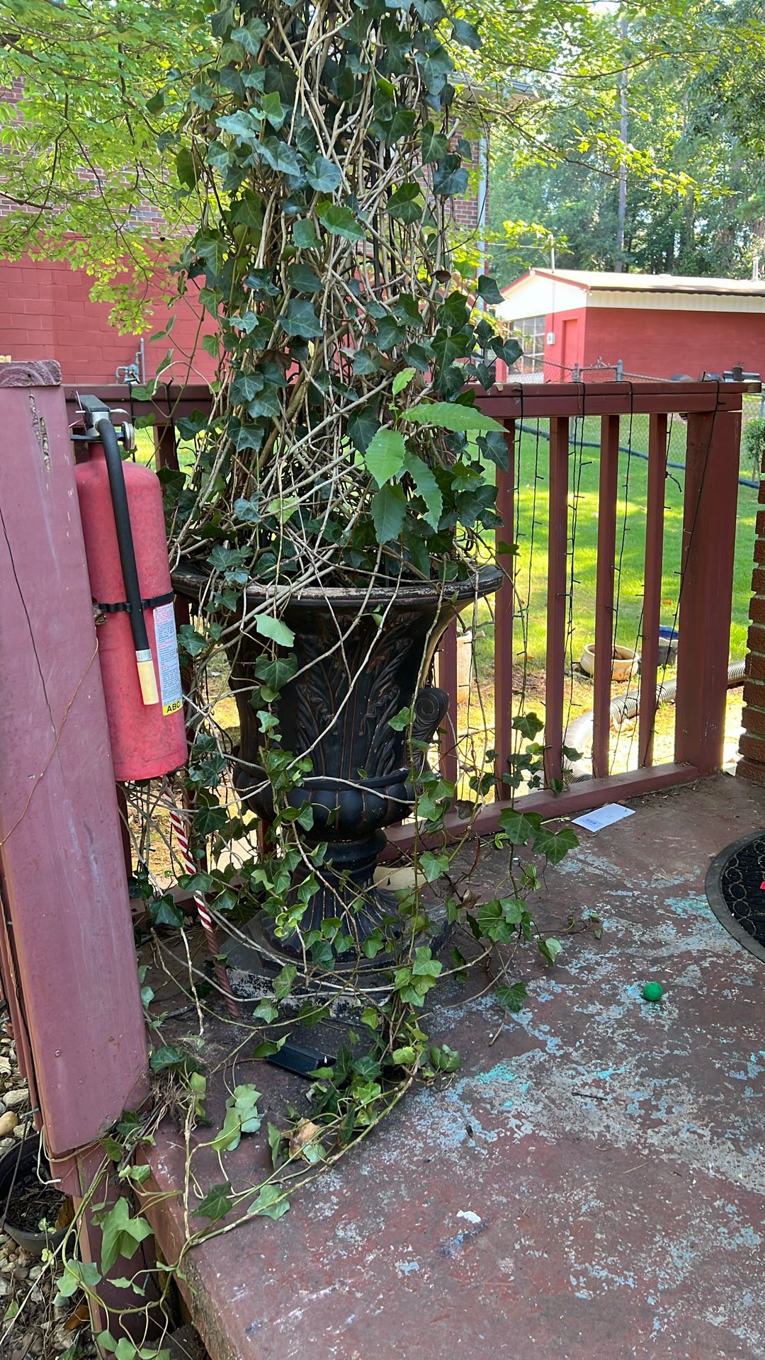 Real Plant