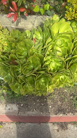 Large Aeonium Succulent Plant – Healthy Outdoor Garden Plant
