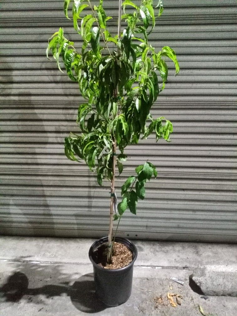 Nectarine Tree