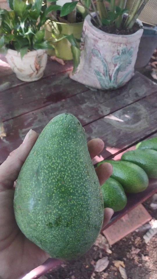 Fuerte Avocados