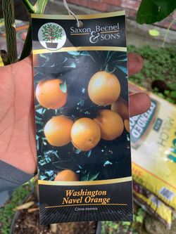 Washington Navel Orange tree
