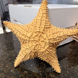 Real Dried Starfish Sea Star