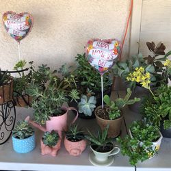 Mother’s Day Succulents Arrangements Staring At $6