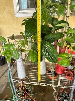 Plants for sale