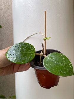 Hoya Parasitica splash plant