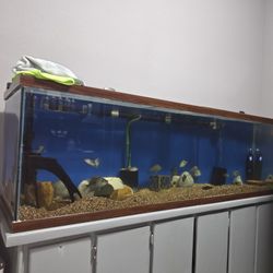150  Fish TANK