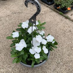 Vinca Plant White 
