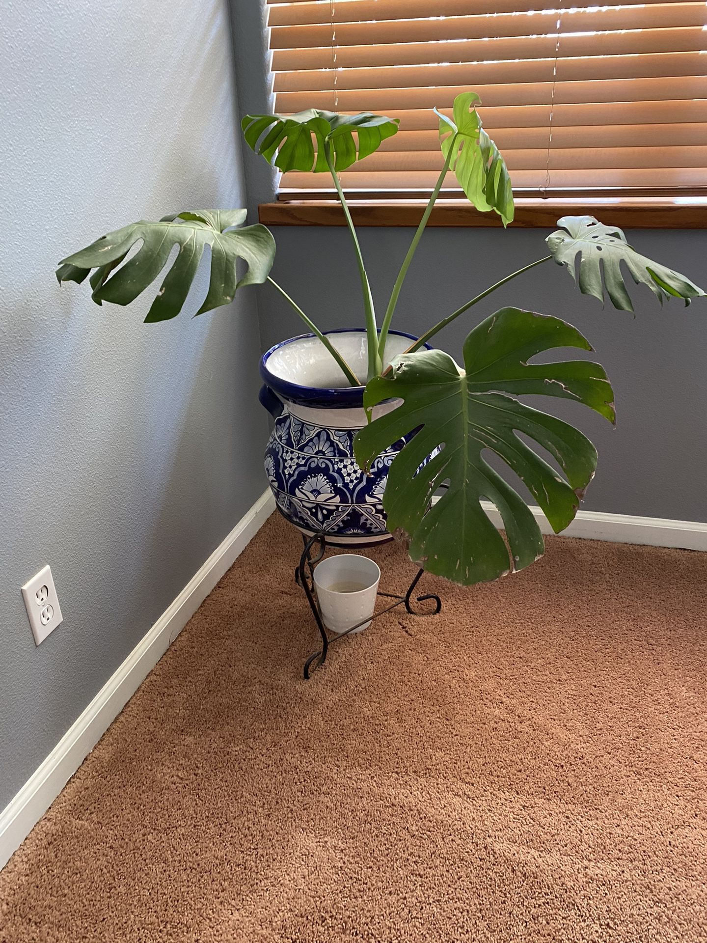 Monsterra Plant, Ceramic Pot And Plant Stand