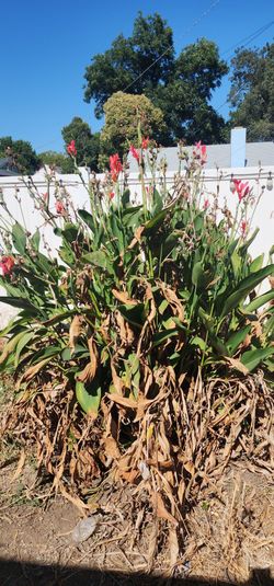 Canna Lily Rhizomes